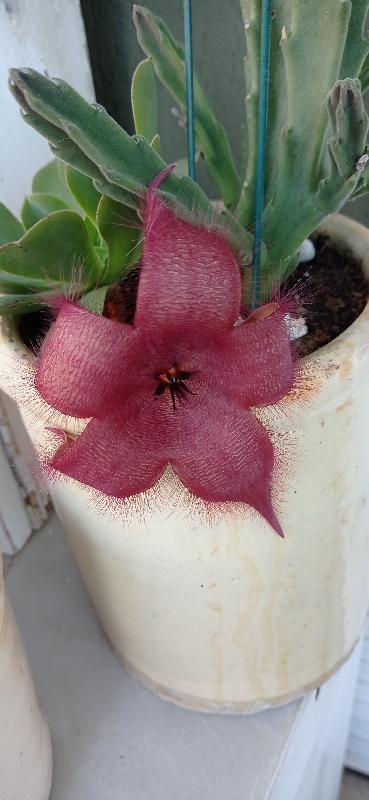 Stapelia_Gigantea_(Fiore).jpg